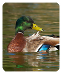 DF35-308 Duck Mallard